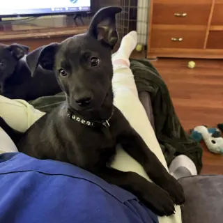 Bubba