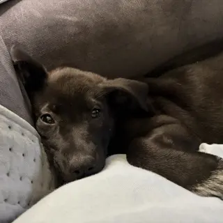 Bijou