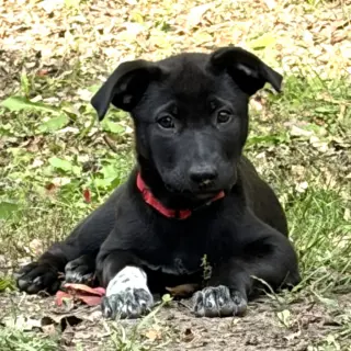 Bijou
