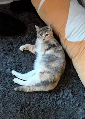 Kora