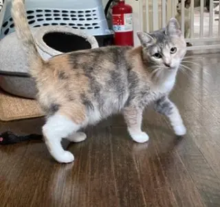 Kora