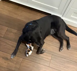 SNICKERS