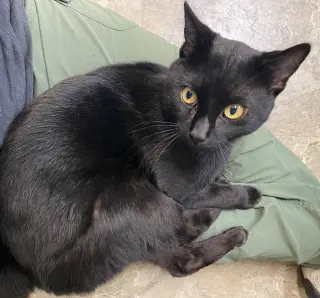 Thackery Binx