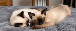 Puddin & Figgy