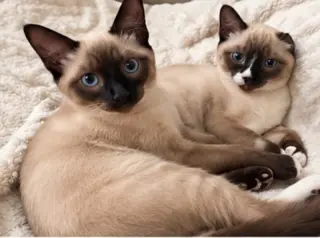 Puddin & Figgy