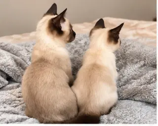 Puddin & Figgy