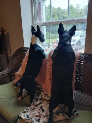 Spike and Jet