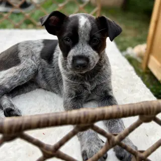 Hermione