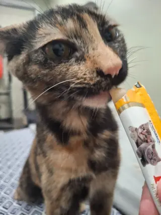 Twix