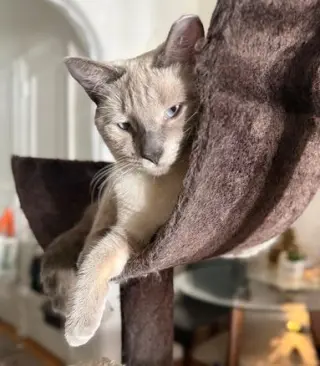 Sassy the Siamese