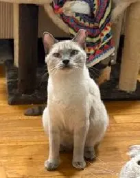 Sassy the Siamese