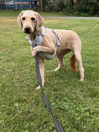 Gracie