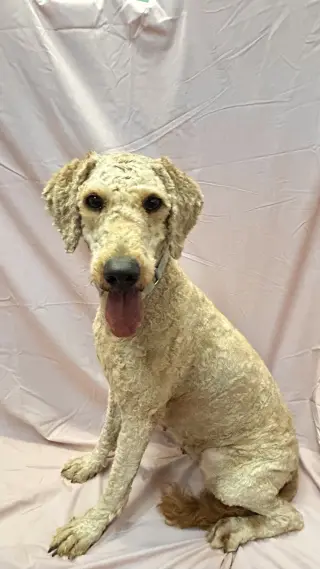 Gracie
