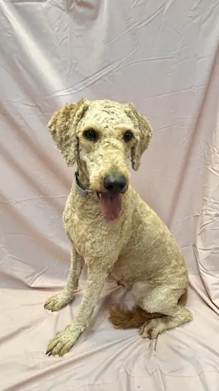 Gracie