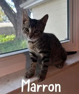 Marron
