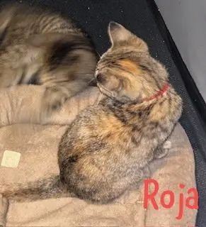 Roja