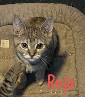 Roja