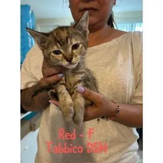 Roja