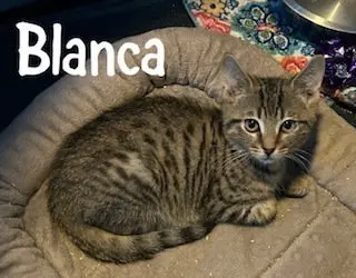 Blanca