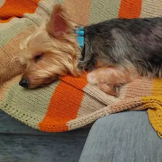Joey