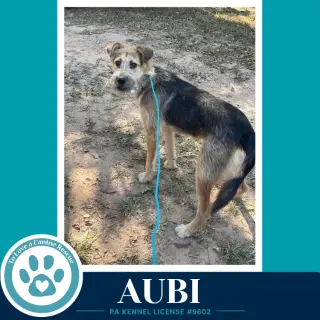 Aubi 100326