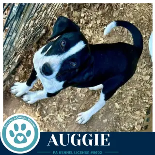 Auggie 100326