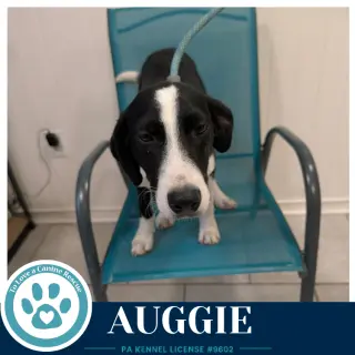 Auggie 100326