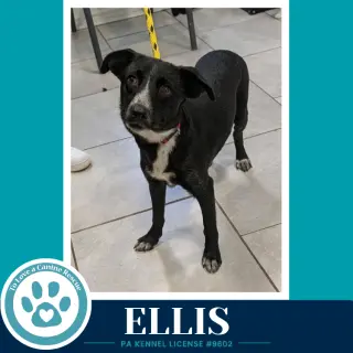 Ellis 100326
