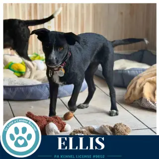Ellis 100326