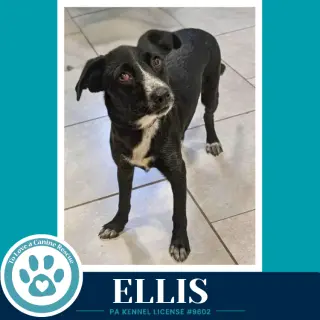 Ellis 100326