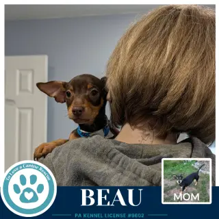 Beau (Scooters Skittles) 100326