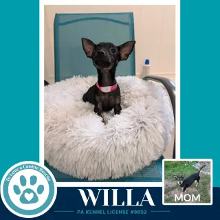 Willa (Scooters Skittles) 100326