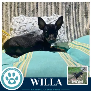 Willa (Scooters Skittles) 100326
