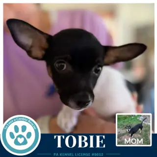 Tobie (Scooters Skittles) 100326
