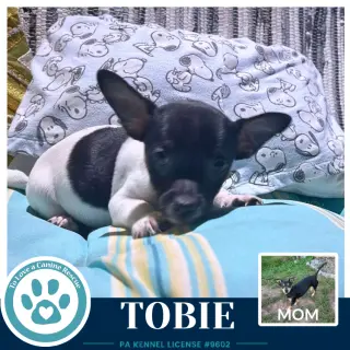 Tobie (Scooters Skittles) 100326