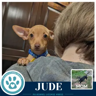 Jude (Scooters Skittles) 100326
