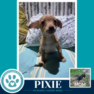 Pixie (Scooters Skittles) 100326
