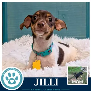 Jilli (Scooters Skittles) 100326