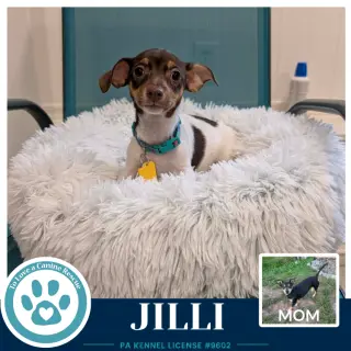 Jilli (Scooters Skittles) 100326