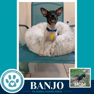 Banjo (Scooters Skittles) 100326