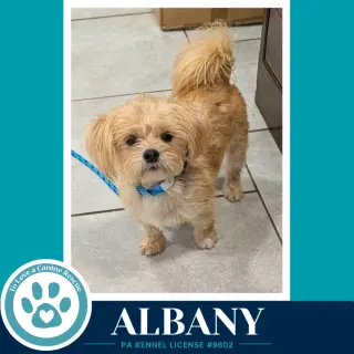 Albany 100326