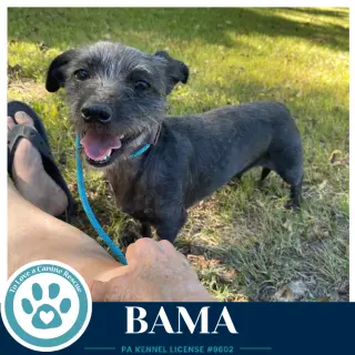Bama 100326