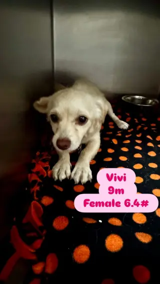 VivÃ