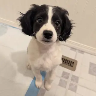 Bently