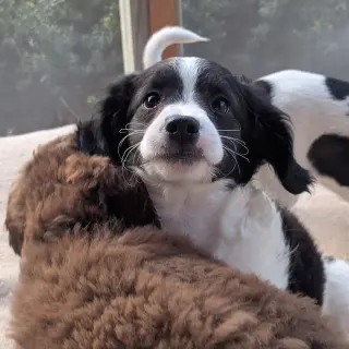 Bently