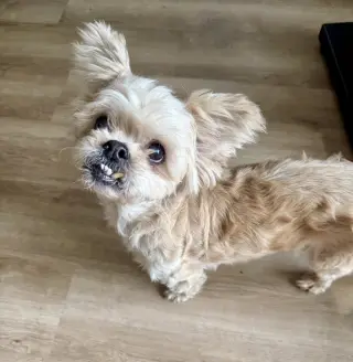 Dolly Pawton