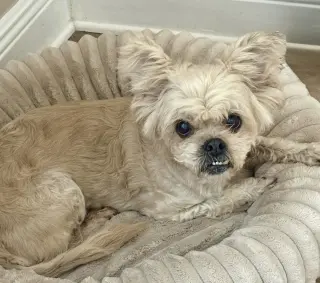 Dolly Pawton