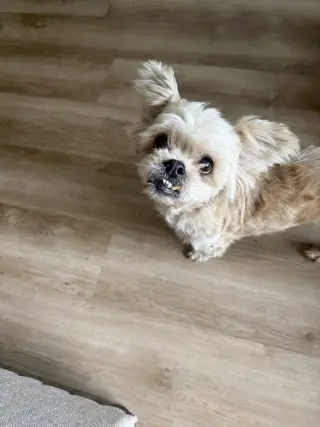 Dolly Pawton