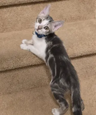 Leia