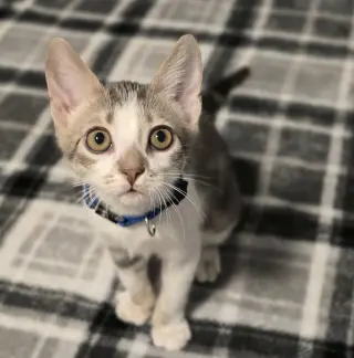 Leia